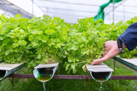 Organic Hydroponic Chinese celery vegetables plantation in  hydroponics farm