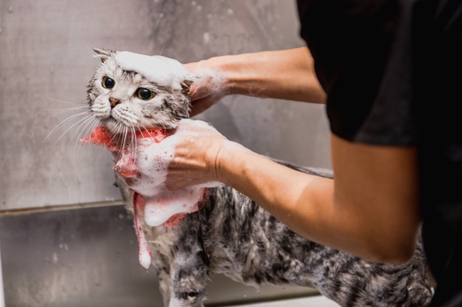 Luxury Austin Pawz offers cat grooming services in Cedar Creek. (Courtesy Adobe Stock)