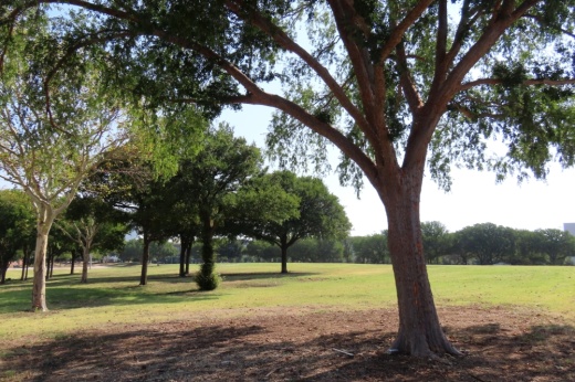 trees