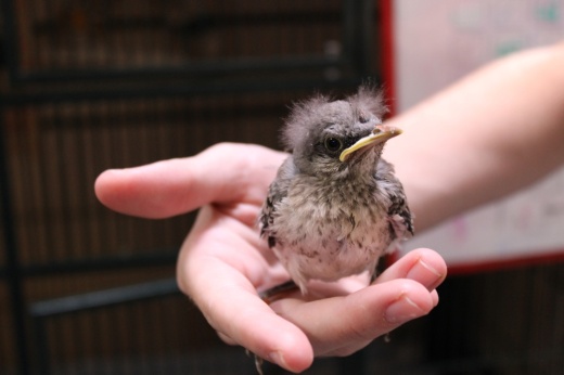 Baby mockingbirds hatch with fluffy down feathers, which can help keep them warm.