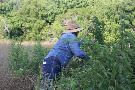 Richardson Mayor Amir Omar
