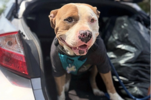 The ordinance amends Chapter 5 of the City Code and adds penalties for individuals abandoning any animal within city limits. (Courtesy Save an Angel)