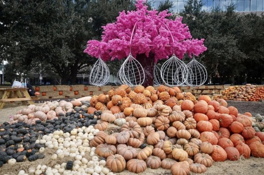 Because of large crowds and limited availability, Discovery Green encourages visitors to buy tickets to the Houston Pumpkin Festival online in advance. (Courtesy Discovery Green)