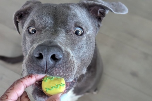 Layla's Barkery, a mobile pet shop and bakery, specializes in natural, human-grade treats, cakes and frozen desserts. (Courtesy Layla's Barkery)