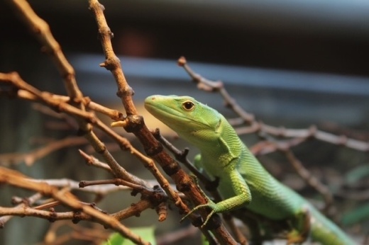 Image of a lizard held at The Serpentarium in McKinney