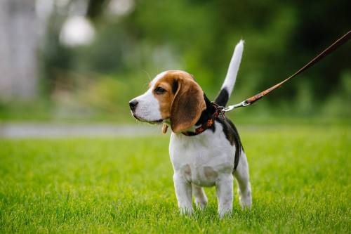 a beagle puppy walks in grass