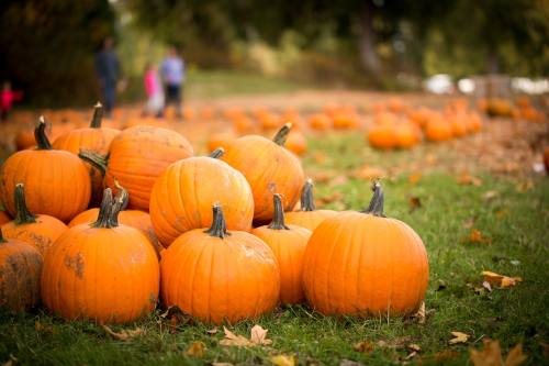 pumpkins in grass