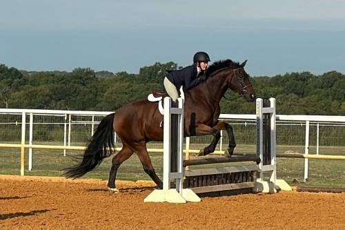 Female riding a horse as it jumps over an obstacle.