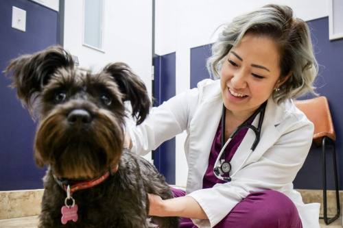 PawDoc Surgery   Dental Center is lead by Dr. Joyce Li. (Courtesy PawDoc Surgery   Dental Center)