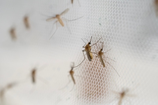 A photo of mosquitoes on a net.