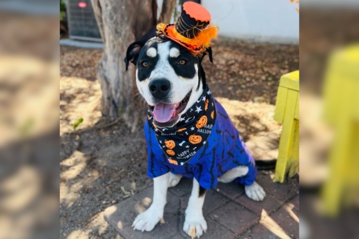 An image of one of the dogs for adoption.