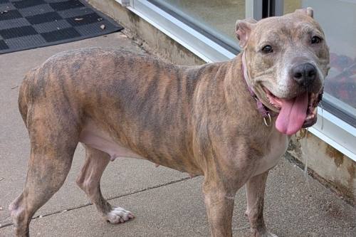 Through this collaboration, the Houston Humane Society will offer free temporary boarding for up to 90 days, including meals and daily care. Pictured is one of the pets who went through the emergency boarding program. (Courtesy Houston Humane Society)