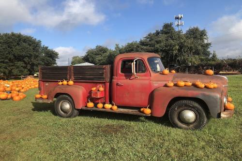 a red truck covered in pumpkins in a grassy field