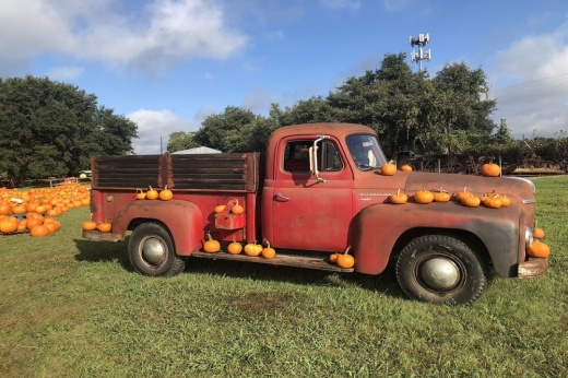 a red truck covered in pumpkins in a grassy field