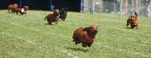 Wiener dogs compete at the Buda Annual Wiener Dog Races.