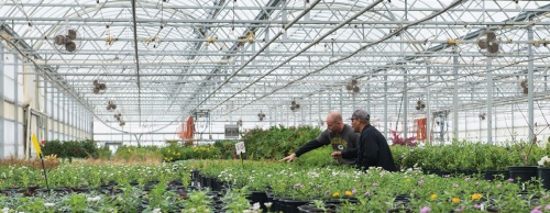 Circle D Nurseries horticulturists Matthew Howard (left) and Donovan Ramirez inspect greenhouse plants.