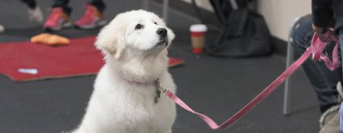 A puppy focuses on her handler during a What a Great Dog manners class.