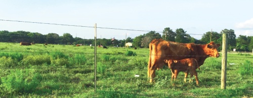Although not as common as decades past, agriculture is still alive in Cy-Fair, including near the intersection of Mueschke and Schiel roads in Cypress. 