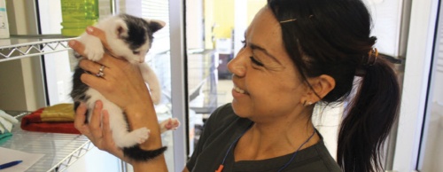 Kennel technician Yahel Baxter treats a weeks-old kitten, part of a recent influx of kittens in June.