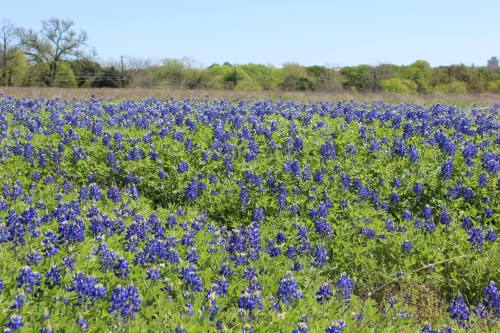 Mostly undeveloped land is slated to become a mixed-use community called The Grove at Shoal Creek.