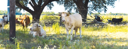 Roughly 700 acres of former rice farms and cattle land along Katy Hockley Road have been sold to developers as Katy-area farms become smaller and migrate to neighboring Waller County.