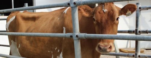 The dairy farm uses Geurnsey and Jersey cows to make its Lucky Layla yogurt.