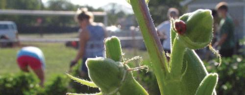 One organization addressing an area lack of access to healthy food is the Getsemani Neighborhood Garden, where anyone is allowed to grow fresh food for themselves or for charity.
