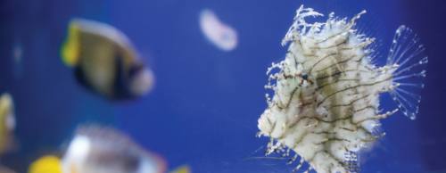 The shop brings in a variety of new fish and aquatic life on a regular basis.