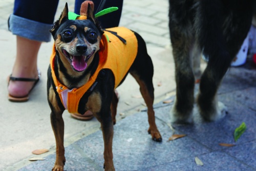 After the cancelation of Dogtoberfest, a new Pet-Toberfest ...