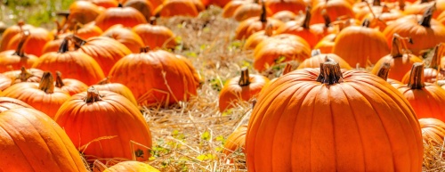 The Bethany Lutheran Church will host a pumpkin patch throughout the season. Here are a few other things to do this month. 