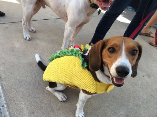 Barktoberfest is Oct. 22 at Old Settlers Park in Round Rock.