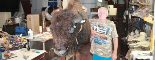 Cecil White with one of his most recent projects, a bison cow that is being taxidermied.