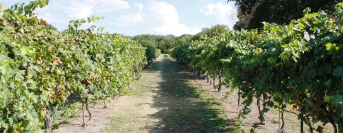 The vineyard was started on 12 acres with a planting of 25 grape plants.