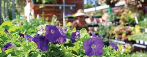 The Natural Gardener in Southwest Austin sells various flowers, plants and herbs.
