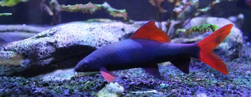 The Aquarium Advantage staff helps customers mix and match fish for aquariums.