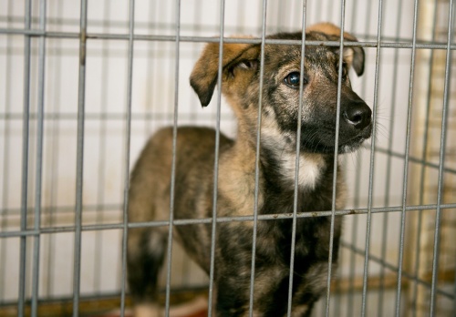Animals impounded at the city of Austin's municipal shelter can be sterilized on their first impoundment if City Council votes for a code amendment on Nov. 10.