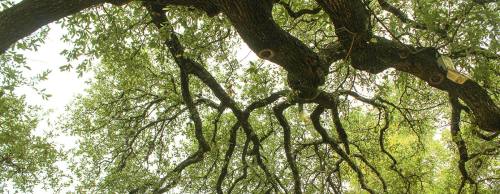 Cedar Parku2019s Heritage Oak Tree