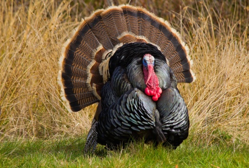 Mayor Pro Tem Will Sowell will pardon a turkey this Sunday at the Frisco Heritage Center.