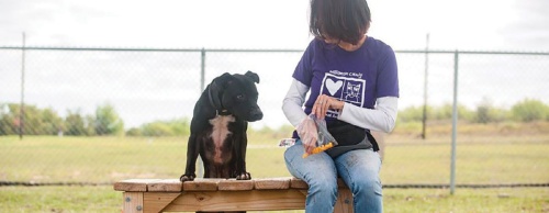 The Williamson County Regional Animal Shelter is looking for foster homes for cats and dogs.