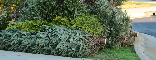 Holiday waste collection in The Woodlands provides recycling services for Christmas trees.