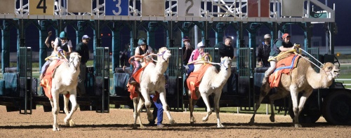 Sam Houston Race Park hosts camel and ostrich races Friday. 