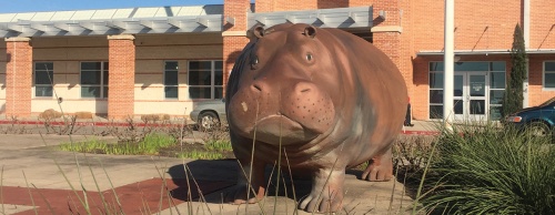 Hippo Nation continues to grow