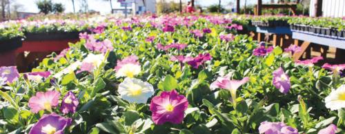 Petunias ($24.99) are annuals that do well in full sunlight and only require a weekly watering.