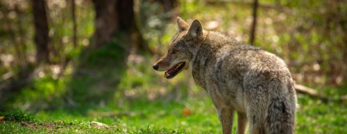 McKinney Animal Control is increasing its education efforts by teaching residents how to co-exist with coyotes. 