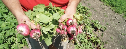 The store will offer produce, including radishes.