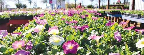 Petunias ($24.99) are annuals that do well in full sunlight and only require a weekly watering.  