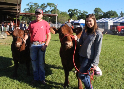 The Spring Livestock and Farm Show tied up on Saturday, including participants such as Spring High School students Grant Bennett, left, with his red Angus steer Tucker, and Natalie Bennett, with her shorthorn steer Kade.