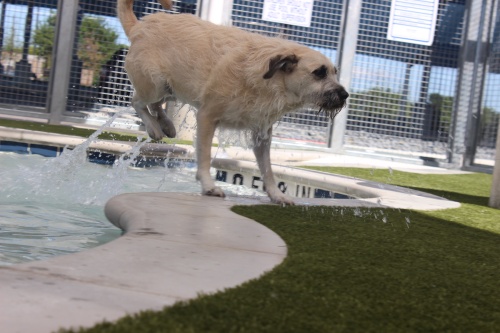 Gertie, a dog boarded at the Bark & Zoom, leaps out of the pet swimming pool during a sneak peek event on Friday, May 12.
