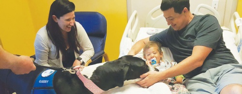 Gabby is a 150-pound Great Dane who visits hospital patients in The Woodlands area through Montgomery Pet Partners.