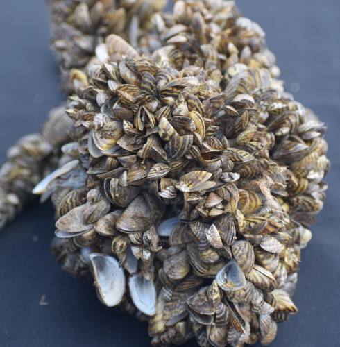 These Zebra mussels are hanging on a simple rope, with their depth attributable to their ability to attach to each other as well as other native mussels.